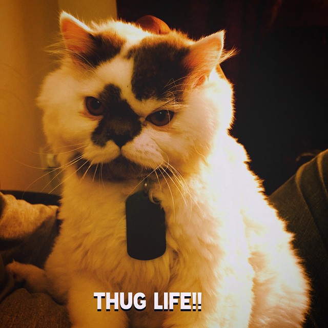 Pixel_Thug_Life